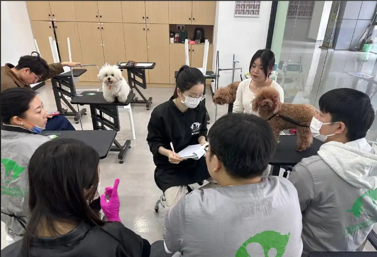 榆林市宠物美容宠物美容培训学校 - 价格